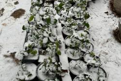 月季過(guò)冬的4個(gè)常見(jiàn)問(wèn)題